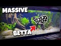 PLANTED Tank For GIANT Betta! (King Betta)