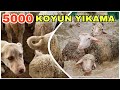 ÜŞENGEÇ ÇOBAN KÖPEĞİ | 5000 KOYUN YIKAMA VE KIRKIM | DEV ÇİFTLİKTE BİR GÜN !