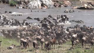 Wildebeest migration