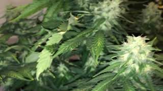 Indoor Autoflower Grow DAY 63 medical marijuana