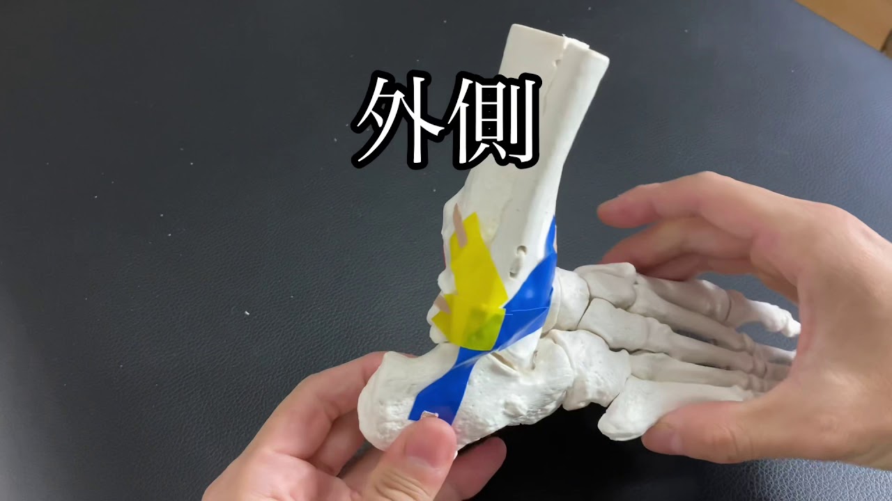 足首の靭帯の解剖学を解説