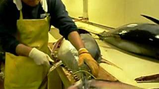 Information Marios fish processing 150lb tuna Guide