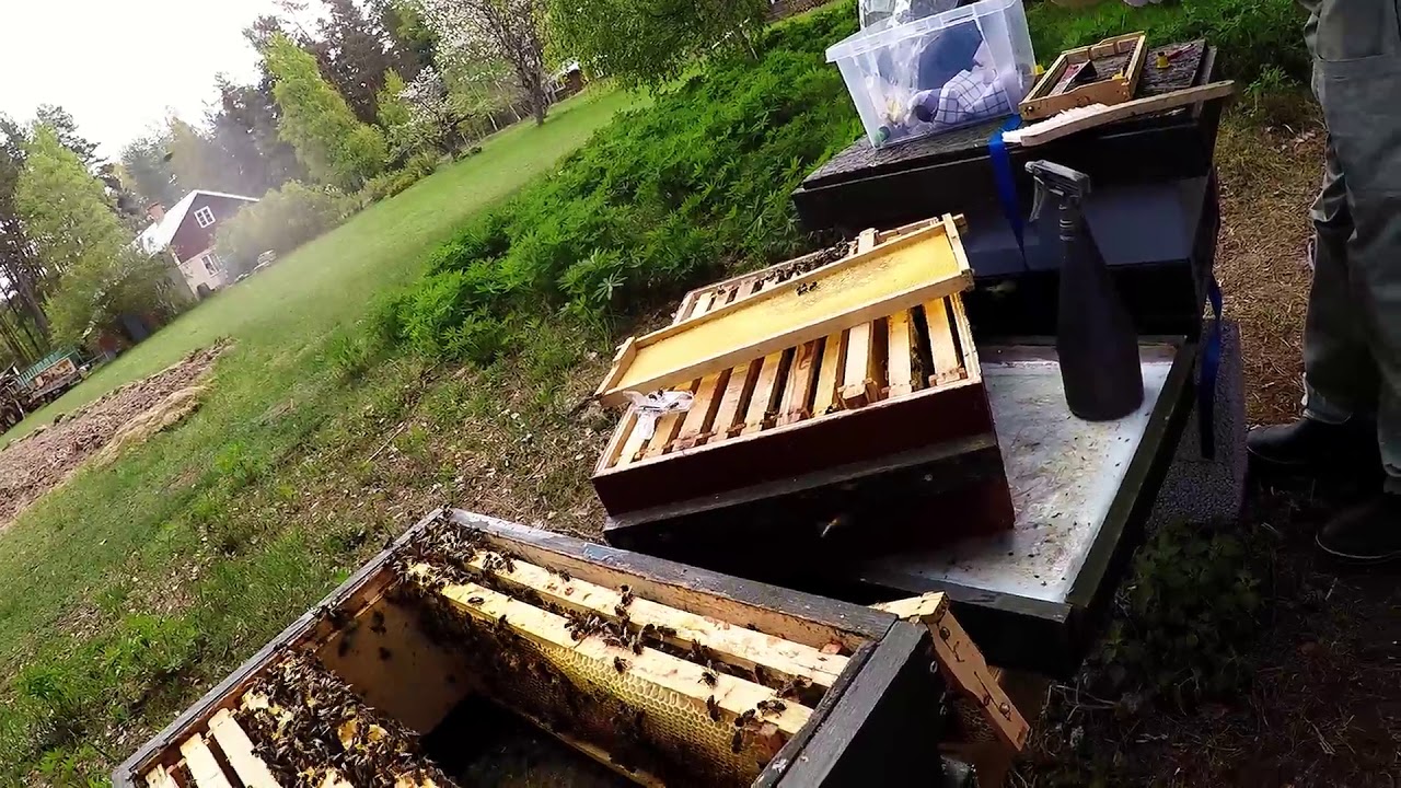 12 maj kontroll/drottning odling