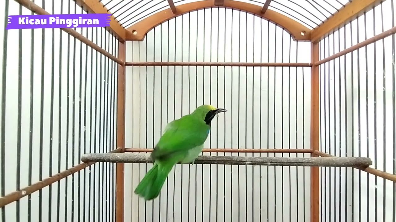 SUARA BURUNG CUCAK IJO MEDAN GACOR