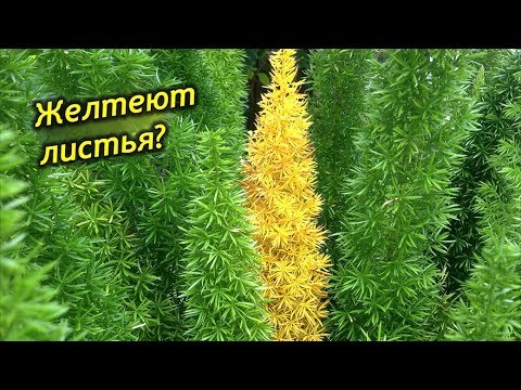 Почему желтеет и осыпается аспарагус? Что делать? Как спасти растение?