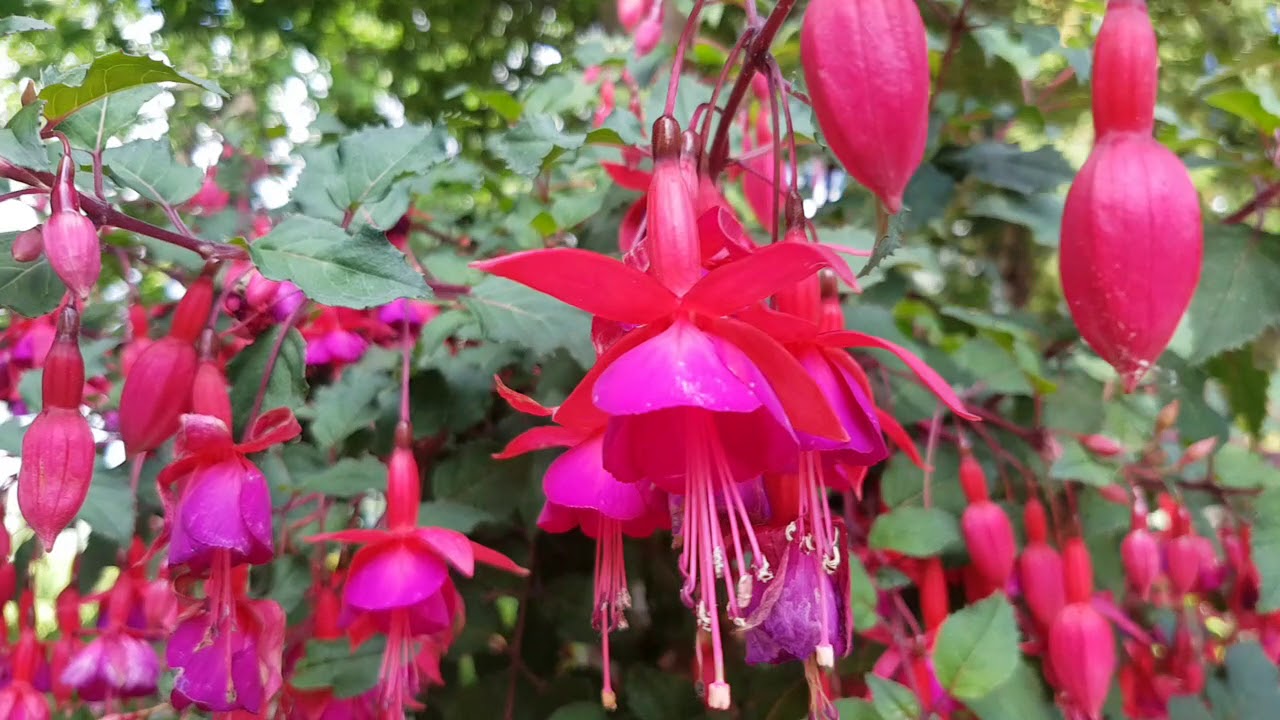 Looks like Ballerina Flowers YouTube