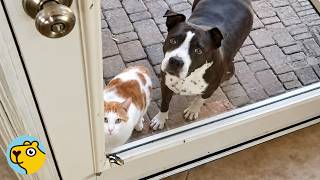 Stray Cat Walks A Dog Home Every Day