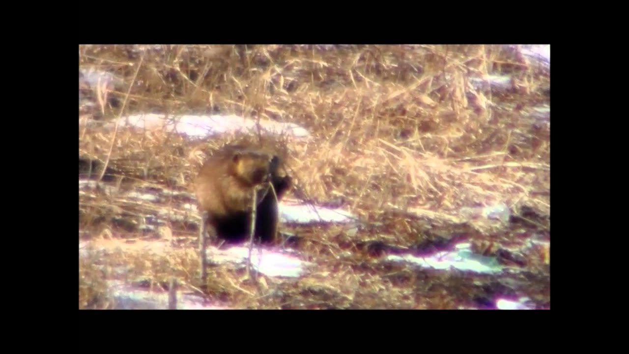 Beaver walking and carrying wood - YouTube