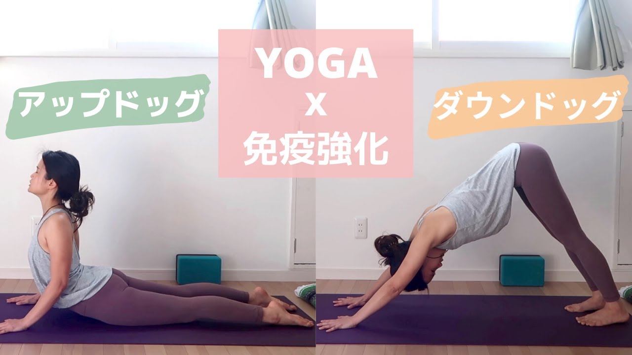 ヨガで免疫アップ アップドッグ ダウンドッグ Motties Life 3 Youtube