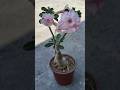 Adenium flower in different colors #youtubeshorts #naturelovers #trendingshorts