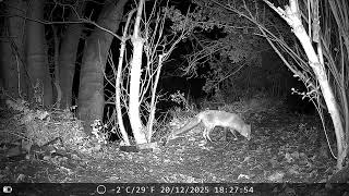 Fox searching for biscuits, badger running to go somewhere 