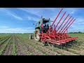 Steketee iclight weeder  weeding broad beans with steketee  old  new technology working together