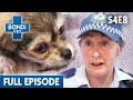 Police Find Puppy in Handbag On Hot Day 🐶 | Bondi Vet Season 4 Ep8 | Bondi Vet Full Episodes