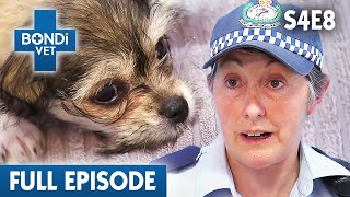 Police Find Puppy in Handbag On Hot Day 🐶 | Bondi Vet Season 4 Ep8 | Bondi Vet Full Episodes