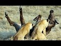 Epic Ambush - Lions Attack Buffalo - Duba Plains