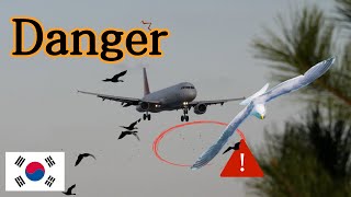 Is This Safe?! Landing at Jeju International Airport During Heavy Bird Activity