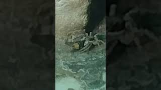 #animal # spaydar# killed #horsefly #power #alnkar #trending