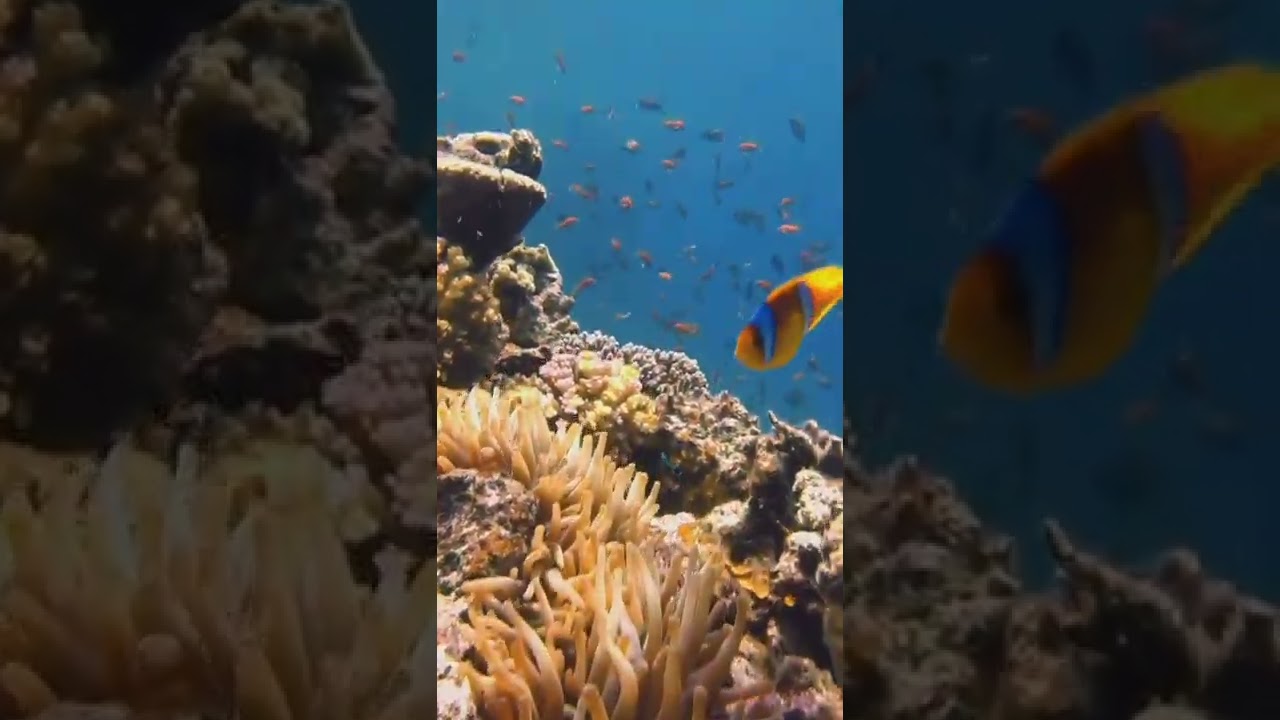 lionfish of the red sea | EgyptBeautiful Nemo fish