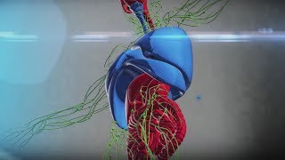 Очищение лимфатической системы Очищение лимфатической системы
