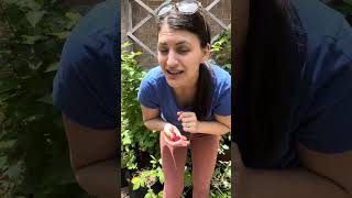 Everything you need to know about how to grow Raspberries — in less than 60 seconds #gardeningtips Everything you need to know about how to grow Raspberries — in less than 60 seconds #gardeningtips