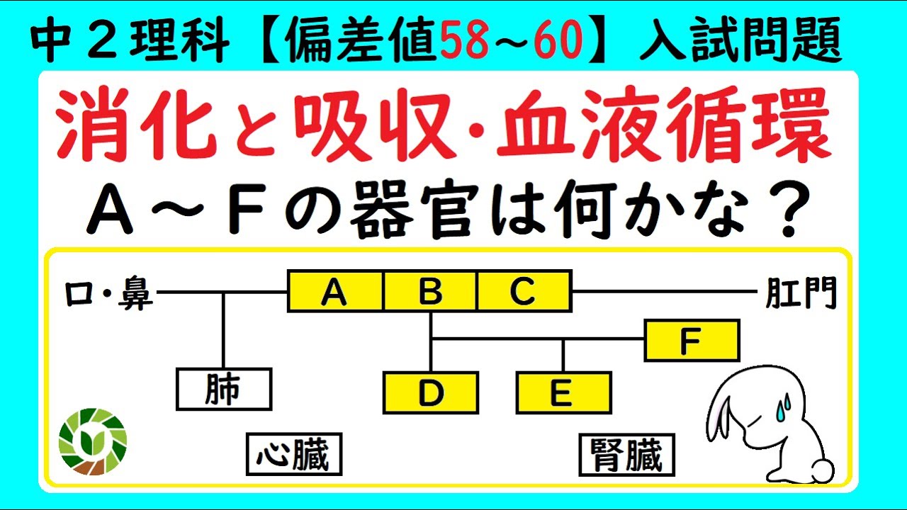 解けるかな？！消化・血液循環の入試問題