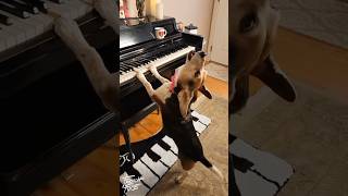 Which Dog Has The Best Piano Skills 