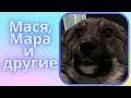 Собаки, которым дали шанс выжить или Добрые люди Якутска