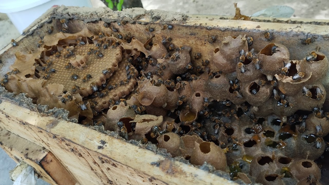 A primeira colheita de mel de uruçu nordestina do ano! 🤩🌸🐝 #meliponicultura #asf #viralvideo