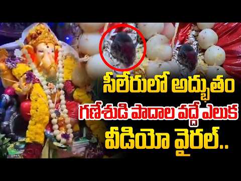 గణనాథుడిని వదలని నిజమైన మూషికం | Sileru Ganesh Miracle | Viral Video @Hittvtelugunews​
