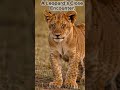 👉 “This Lion Cub’s Face Will Melt Your Heart 🥺🦁 | Cute but Wild!” #wildtv #wildlife #wildlifeenter