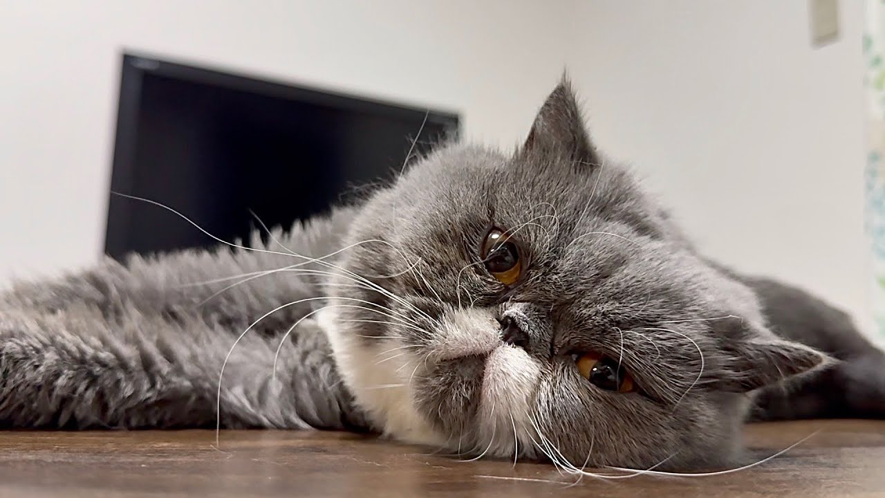 A cute and ugly exotic shorthair cat relaxing on the last day of