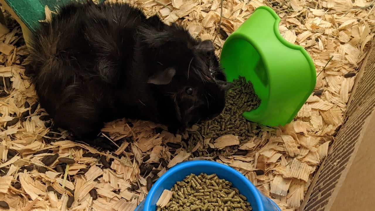 Scruff Is A Menace!!!