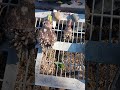 Drying bulbs, tubers#overwintering