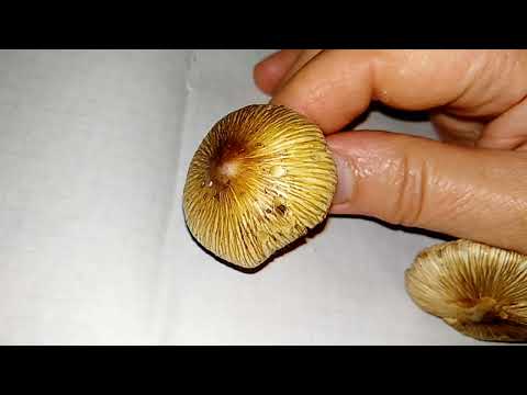 ВОЛОКОННИЦА ВОЛОКНИСТАЯ(трещиноватая). Inocybe rimosa(fastigiata).Яд на ножке.