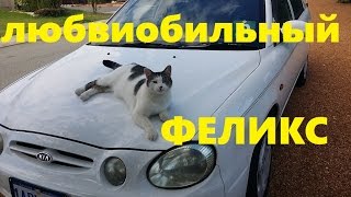 ЛЮБВЕОБИЛЬНЫЙ  КОТ ФЕЛИКС  И КАК ИЗМЕНИЛСЯ НАШ РАЙОН