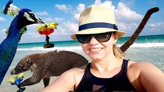 МЕКСИКА 2019. Отель Iberostar Paraiso Maya/ПЛЯЖ/ЕДА/ШОУ (ВТОРАЯ ЧАСТЬ)| МАМАЯВКАНАДЕ