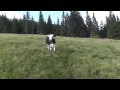 Веселые скачущие карпатские коровы