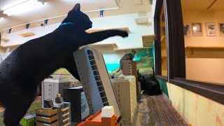 Building collapses! A black cat playing and destroying a new building complex built last year by 感動猫動画 3,351 views 7 days ago 2 minutes, 50 seconds