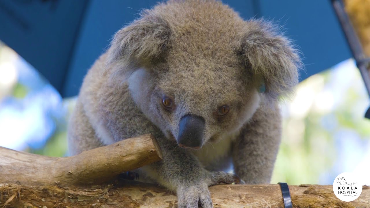 Koala Fingerprints Are Almost Indistinguishable From A Human's