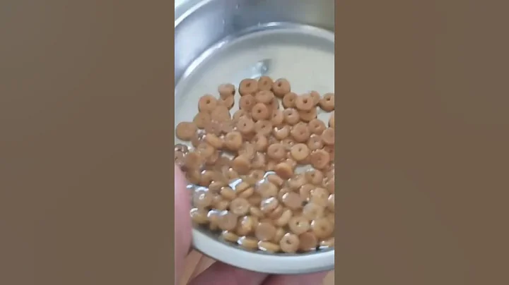 Video 10075041: kitten kucing catlover, kucing cat kitten persia