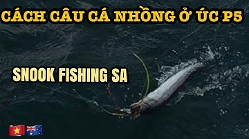 P5 Cách câu cá nhồng ở Úc| How to catch snook | snook trolling #snook #trolling