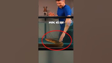 ĐỪNG CHẠM VÀO LƯƠN ĐIỆN | 😨 (Có Thể Bạn Chưa Biết) #dongvat