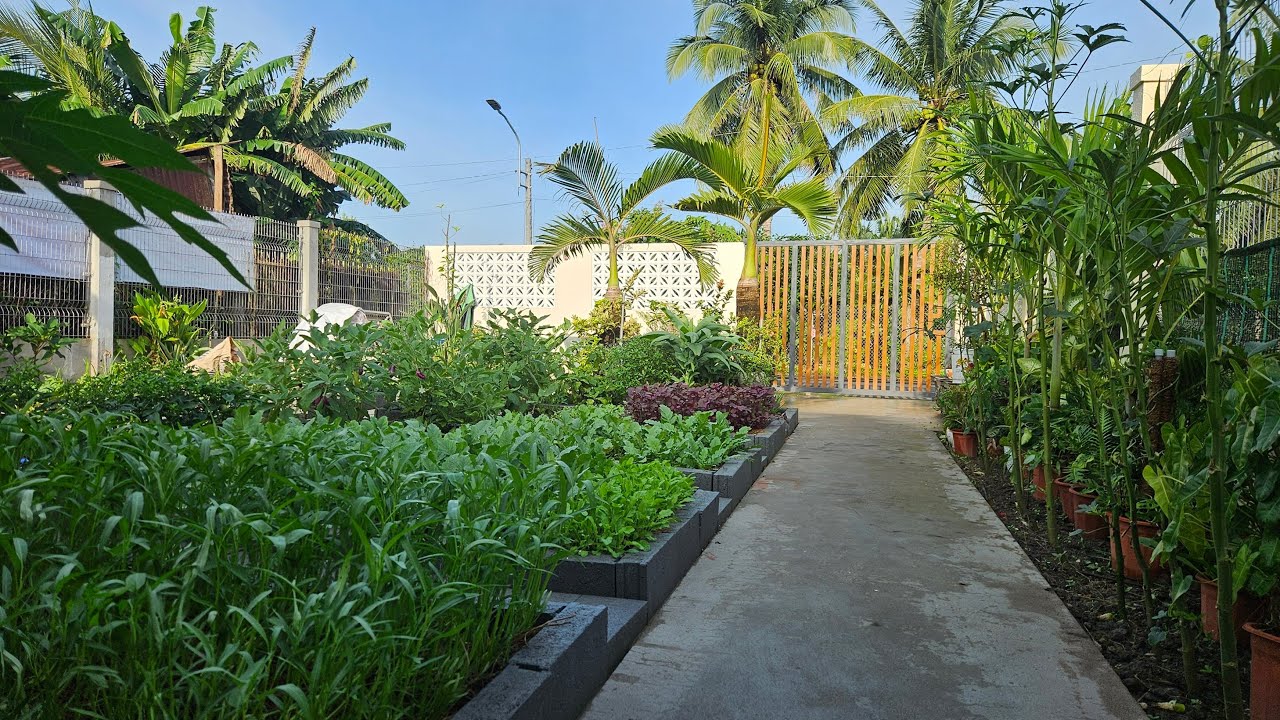 Khởi tạo vườn rau trước nhà