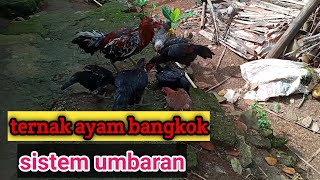 BANGKOK UMBARAN CHICKENS