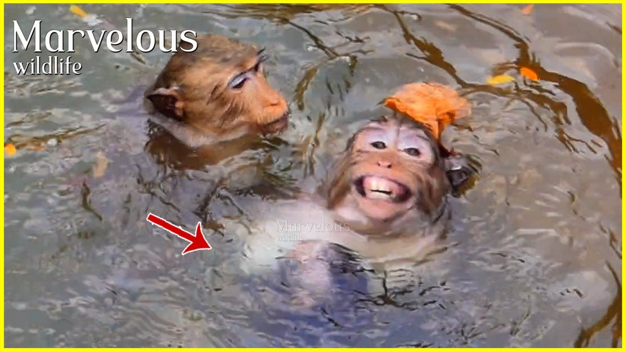 Great mom Jazzy rises from the water to Jiva b/reathee, during e/mphasizee by Britta