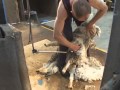 How to Shear - Shearing Merino sheep (Fine Wool)