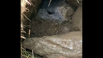 Hibernation at marmots Part 3 - close the door and sleep 😴
