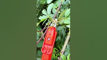 Advanced Tree Branch Cutter Tool! Practical and Fast #shorts