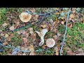 Млечник белый (Lactarius musteus). Как выглядит гриб на месте произрастания.