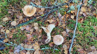 Млечник белый (Lactarius musteus). Как выглядит гриб на месте произрастания.